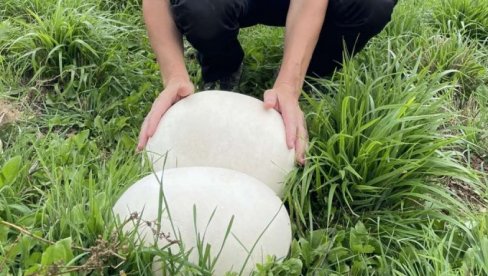 ПУХАРЕ НА РУЈ ПЛАНИНИ: Пиротски планинар пронашао две џиновске печурке (ФОТО)