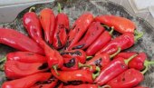 TRIKOVI ISKUSNIH DOMAĆICA: Kako najbrže da oljuštite pečene paprike za ajvar