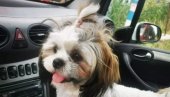 КО МИ ВРАТИ ЕЛУ, ДАЋУ МУ СВОЈУ ТОЈОТУ: Београђанка која је изгубила пса код Алексинца проналазачу обећава и новчану награду (ФОТО)