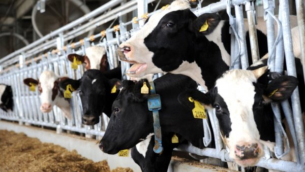 ПРОИЗВОЂАЧ МЛЕКА О МЕРАМА ВЛАДЕ: Млека има довољно, прелевман ће заштитити домаће произвођаче
