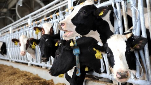 PROIZVOĐAČ MLEKA O MERAMA VLADE: Mleka ima dovoljno, prelevman će zaštititi domaće proizvođače