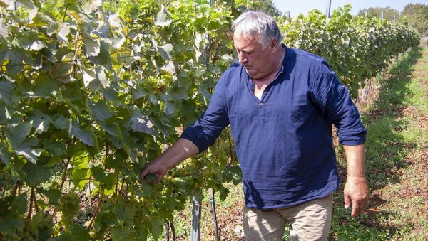 ЛЕТЊА СУША ПОГОДОВАЛА ВИНОГРАДИМА: У требињским виноградима ове сезоне раније кренула берба грожђа (ФОТО)