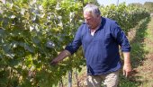 LETNJA SUŠA POGODOVALA VINOGRADIMA: U trebinjskim vinogradima ove sezone ranije krenula berba grožđa (FOTO)