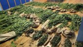 ХАПШЕЊЕ У НЕГОТИНУ: Претресали им и стан и викендицу због марихуане