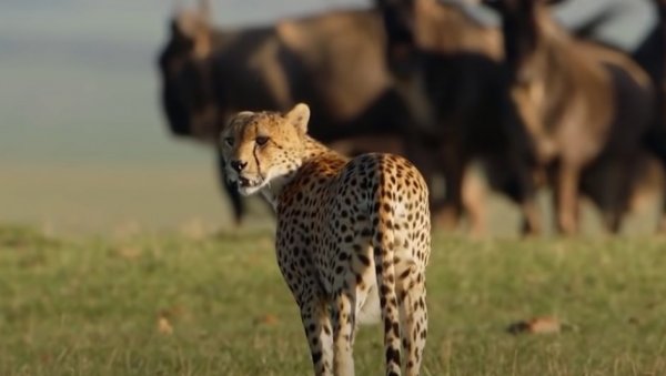 AFTER 70 YEARS: Cheetahs are back in India