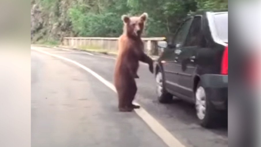 Slika broj 1346348. Ne, medved nije "regulisao saobraćaj" u Crnoj Gori (ISPRAVKA)