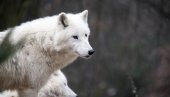 TRAŽE ZAŠTITU VUKOVA: Ministri 12 zemalja EU zatražili protekciju sivog vuka