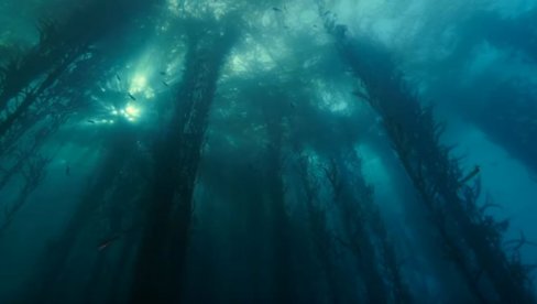 PRETI IM NESTANAK ZBOG KLIMATSKIH PROMENA: Podvodne šume algi - izbor hrane u budućnosti (VIDEO)