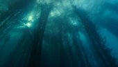 ПРЕТИ ИМ НЕСТАНАК ЗБОГ КЛИМАТСКИХ ПРОМЕНА: Подводне шуме алги - избор хране у будућности (ВИДЕО)
