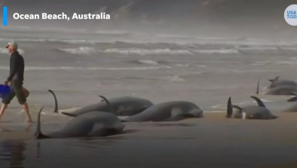 НАСУКАЛИ СЕ: Скоро 200 китова угинуло на обалама Аустралије, разлог непознат (ВИДЕО)