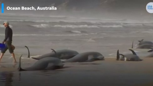NASUKALI SE: Skoro 200 kitova uginulo na obalama Australije, razlog nepoznat (VIDEO)