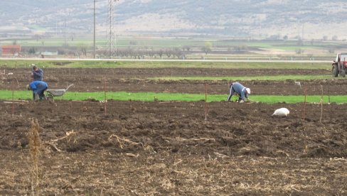 УТРОШЕНО 91 ОДСТО: Из фонда за развој пољопривреде у Пироту утрошено 39.2 милиона динара