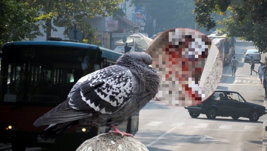 Slika broj 1362492. KRVAVI ULAZI NA KARABURMI: Dečak masovno kida glave golubovima, prethodno ih namamljuje (UZNEMIRUJUĆ PRIZOR)