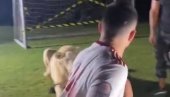 POBEGAO SA SVOG PREDSTAVLJANJA: Fudbal ovo ne pamti, reprezentativac bežao od lava u strahu da ga ne pojede (VIDEO)