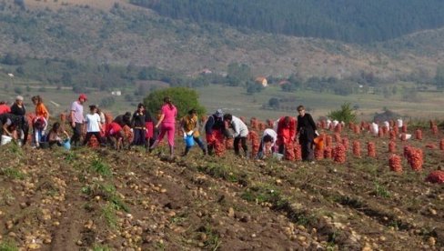 KROMPIR SA UKUSOM ROMANIJE: Nadaleko čuvenom povrću iz Rogatice treba zaštititi geografsko poreklo