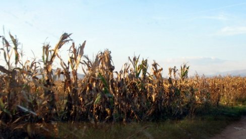 PROSEK ČETIRI TONE: Dobra berba kukuruza u pirotskom kraju