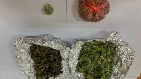 POLCIJA PRONAŠLA OPOJNU DROGU: U kući u Velikom Gradištu krio marihuanu i seme indijske konoplje