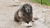 ŠARPLANINAC IZUJEDAO ČOVEKA U BARAJEVU: Izašao iz dvorišta i napao ga, vlasnik psa uhapšen