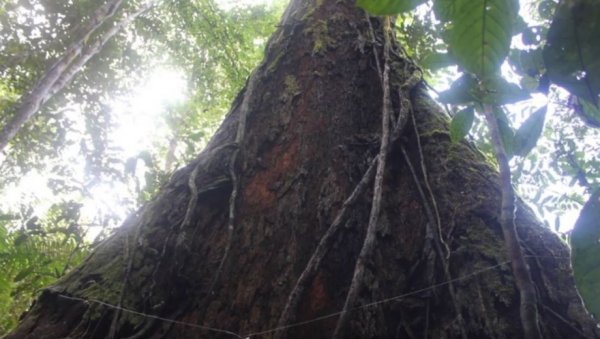 ВИСОКО ЈЕ 88 МЕТАРА, КАО ЗГРАДА СА 25 СПРАТОВА: Сателит открио џиновско дрво у прашуми Амазона (ВИДЕО)