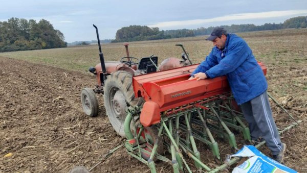 СЕМБЕРИЈСКЕ ЊИВЕ СПРЕМНЕ: Хоће ли цена семена и ђубрива да утиче на јесењу сетву?