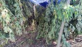 ЗАПЛЕНИЛИ 550 КИЛОГРАМА МАРИХУАНЕ: Акција притотске и нишке полиције