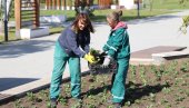 PROCVETAĆE DAN I NOĆ I BELE RADE: Sadnjom sezonskog cveća započeto veliko jesenje ulepšavanje novosadskih parkova