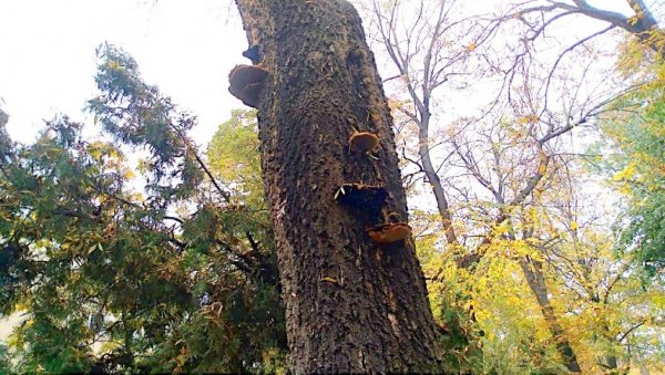 НЕОБИЧНО: Печурке расту на дрвету у градском парку у Пожаревцу