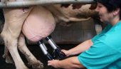 BEZ NOVIH KONKURSA DOK NE ISPLATE STARE: Uplate za mleko za drugi i treći kvartal stižu do kraja godine