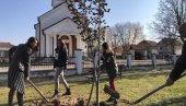 VELIKA JESENJA SADNJA: U Leskovcu u toku ozelenjavanje javnih površina