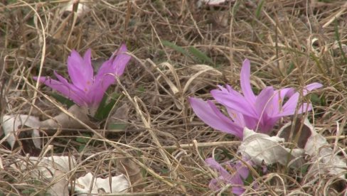 ŠAFRANJIKA UKRAS SUBOTIČKE PEŠČARE: Retki cvet raste samo u Srbiji i Mađarskoj