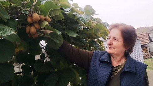 VOĆE SA ISTOKA KRASI PARAĆIN: Rozita Veljković u svom dvorištu gaji kaki jabuku i kivi (FOTO)