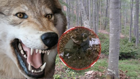 МИСТЕРИЈА ДИВЉЕГ ДЕТЕТА ИЗ БОСНЕ: Одрасло међу вуковима, ловци га нашли у шуму како иде четвороношке и РЕЖИ