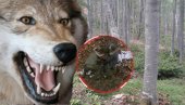 MISTERIJA DIVLJEG DETETA IZ BOSNE: Odraslo među vukovima, lovci ga našli u šumu kako ide četvoronoške i REŽI