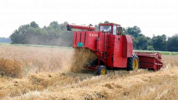 ИТАЛИЈАНИ СИГУРНИ КУПЦИ: Род пшенице био 3.113.085 тона, а зрно бољег квалитета него раније