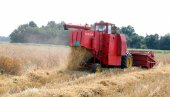 ITALIJANI SIGURNI KUPCI: Rod pšenice bio 3.113.085 tona, a zrno boljeg kvaliteta nego ranije