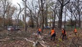 ОПРЕЗ У АЛИБУНАРУ: У току сеча стабала и грана на дрвећу у централном градском парку