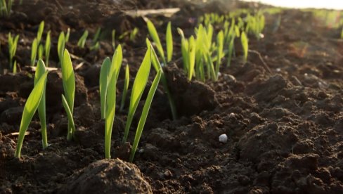 ЈЕСЕЊА СЕТВА НАЈСКУПЉА У ИСТОРИЈИ: Пољопривредници пшеницу посејали на више од 725.000 хектара