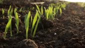 JESENJA SETVA NAJSKUPLJA U ISTORIJI: Poljoprivrednici pšenicu posejali na više od 725.000 hektara