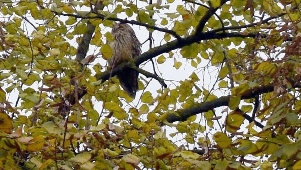 НАЈБОЉИ ЧУВАРИ СОВА: Орнитолози бројали птице у Кикинди, граду који им је највеће урбано зимовалиште