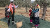 ZEJTIN, I HRANA I LEK: Na egejskoj ruti maslina u Turskoj, gde ove godine očekuju rekordan rod od 400.000 tona (FOTO)