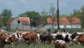 СТОЧАРИМА НЕДОВОЉНО 52 МИЛИОНА: Црногорски пољопривредници изашли пред министра