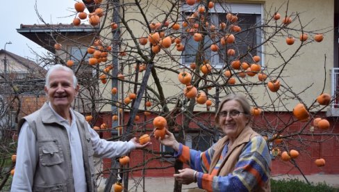 LEKOVITA KAKI JABUKA RASTE I U ĆUPRIJI: Deset godina staro stablo dalo 200 kg voća, a evo kako se sprema i jede (FOTO)