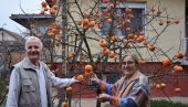 LEKOVITA KAKI JABUKA RASTE I U ĆUPRIJI: Deset godina staro stablo dalo 200 kg voća, a evo kako se sprema i jede (FOTO)
