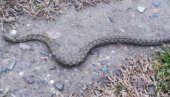 ŠOK U DECEMBRU: Uočena zmija u banjalučkom naselju (VIDEO)