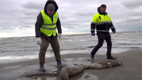 TUŽAN PRIZOR NA RUSKOJ OBALI: Nađeno još uginulih foka (FOTO)