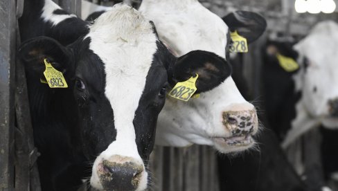 JEŠĆE BRAŠNO OD ORAHA I PITI PIVO: Zakerberg ušao u biznis sa kravama - Uzgaja dve rase i želi da proizvede najbolju govedinu na svetu