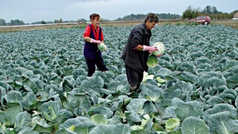 ZELENI PASULJ DO 800 DINARA: U Jadru i Mačvi povrće drži cenu - jeftin jedino kupus (FOTO)