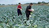 ZELENI PASULJ DO 800 DINARA: U Jadru i Mačvi povrće drži cenu - jeftin jedino kupus (FOTO)