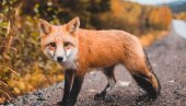 LISICA NA NOVOM BEŽANIJSKOM GROBLJU: Nesvakidašnja situacija, divlja životinja bez straha, na nekoliko metara od dece