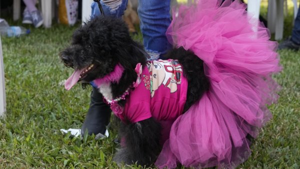 КАРНЕВАЛ ПАСА У НИГЕРИЈИ: Кућни љубимци обучени у најразличитијим костимима